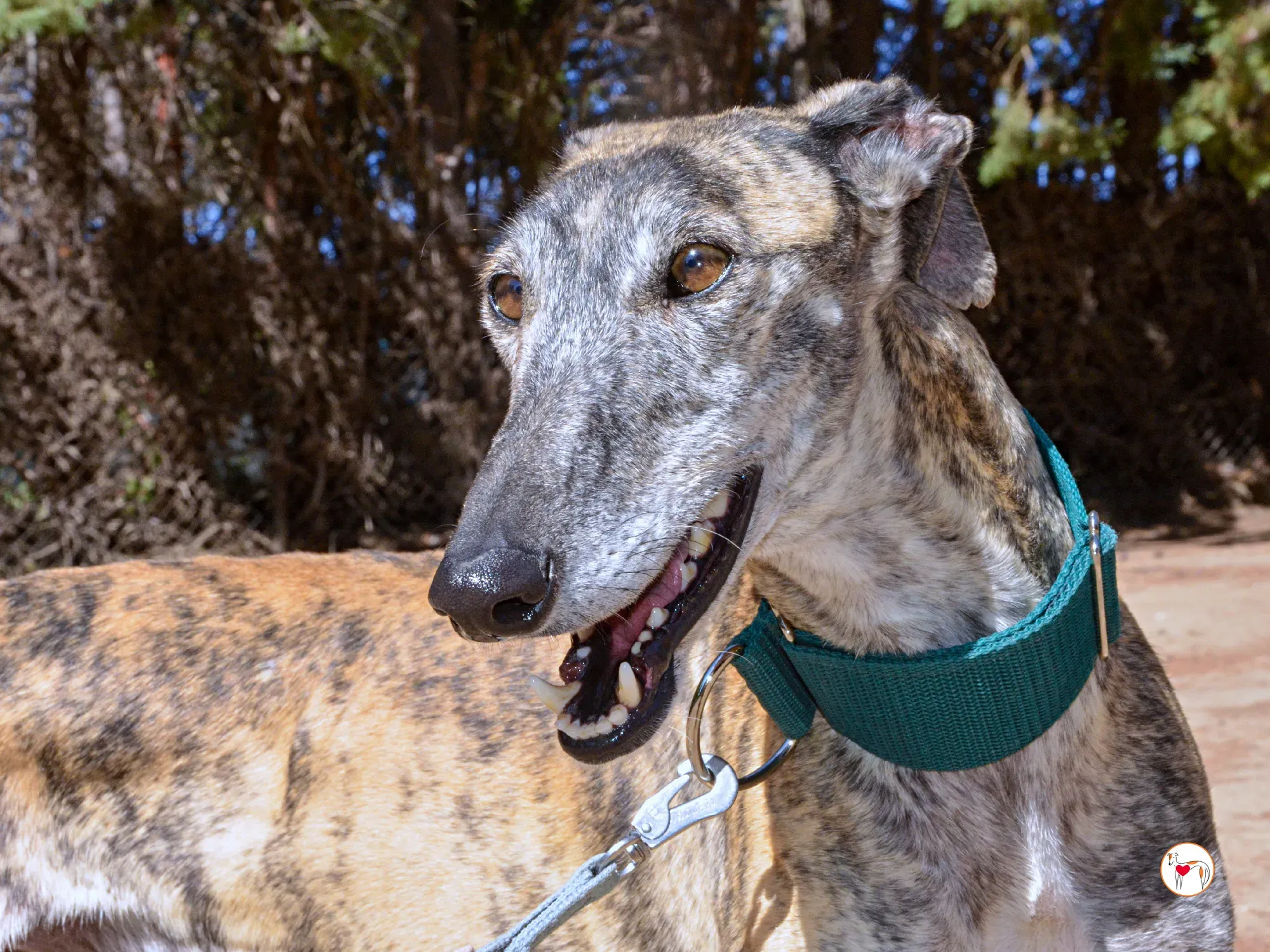 lizzie galgo adozione 32