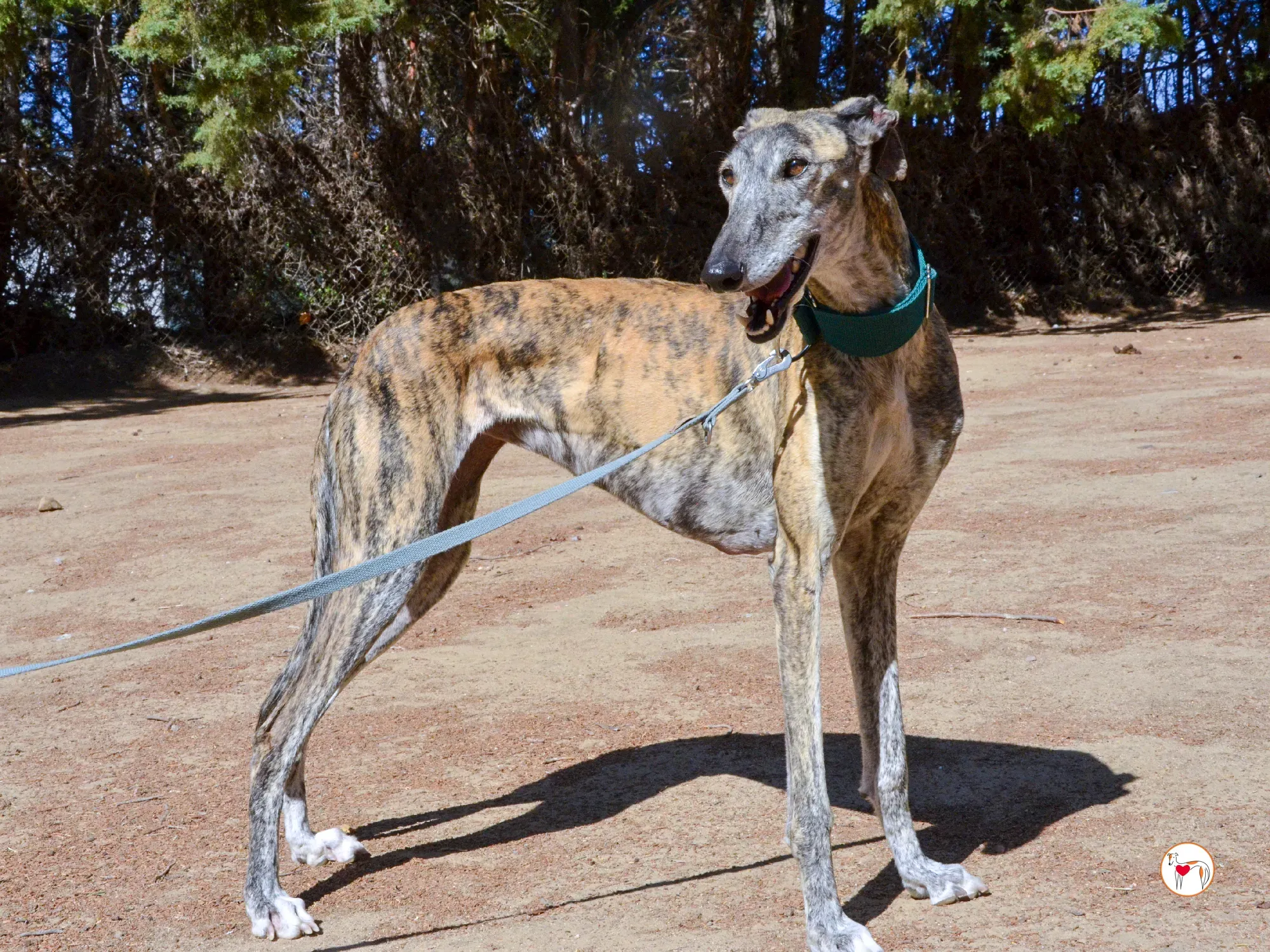 lizzie galgo adozione 33