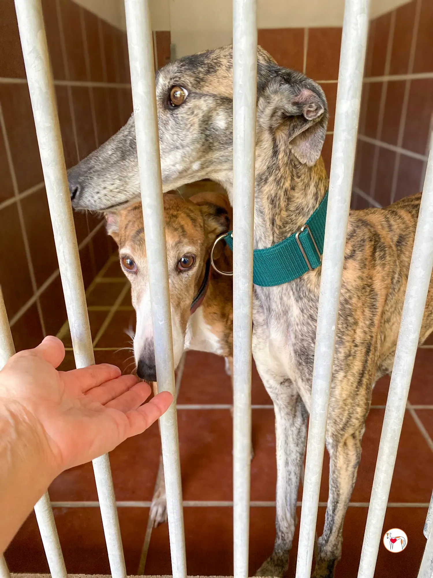 lizzie galgo adozione 34