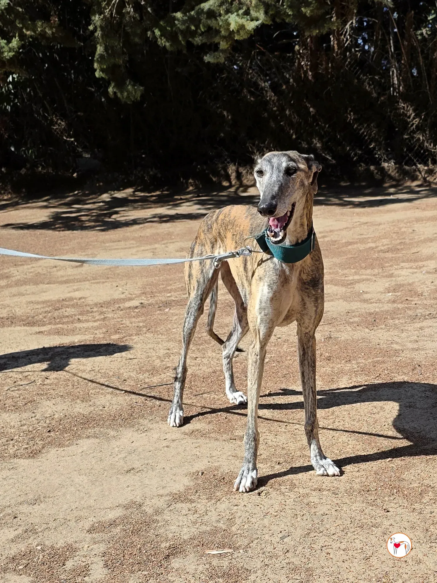 lizzie galgo adozione 4