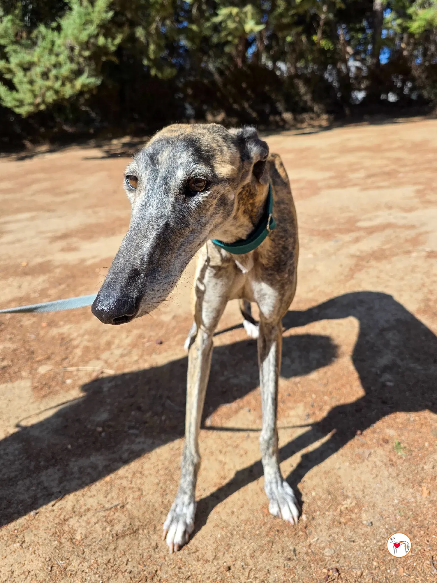 lizzie galgo adozione 5