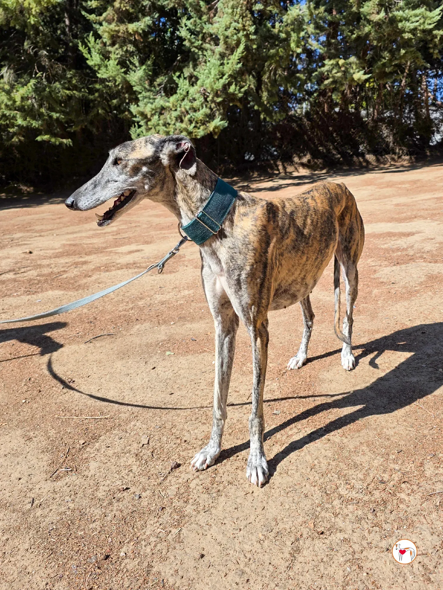 lizzie galgo adozione 6