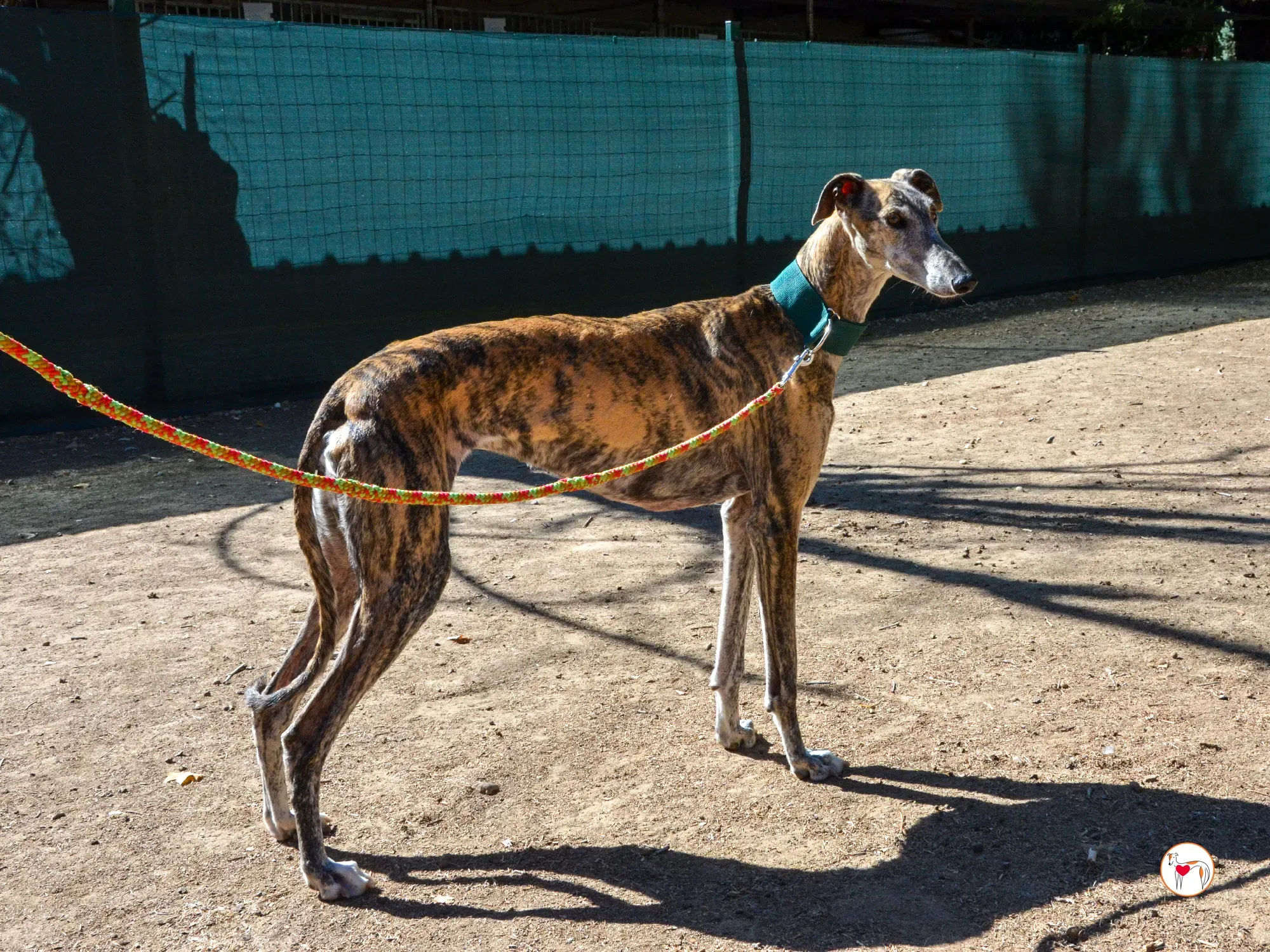 lizzie galgo adozione 7
