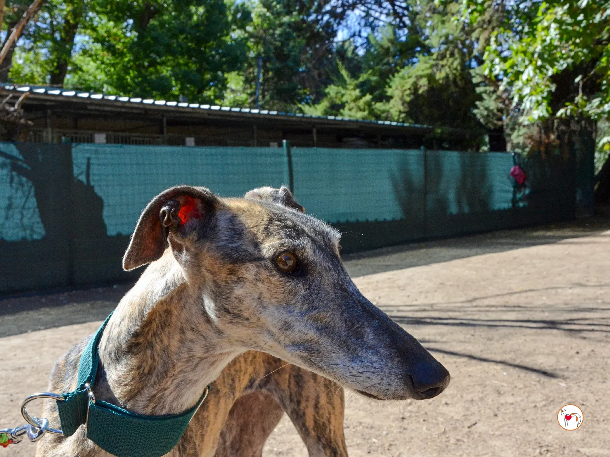 lizzie galgo adozione 8