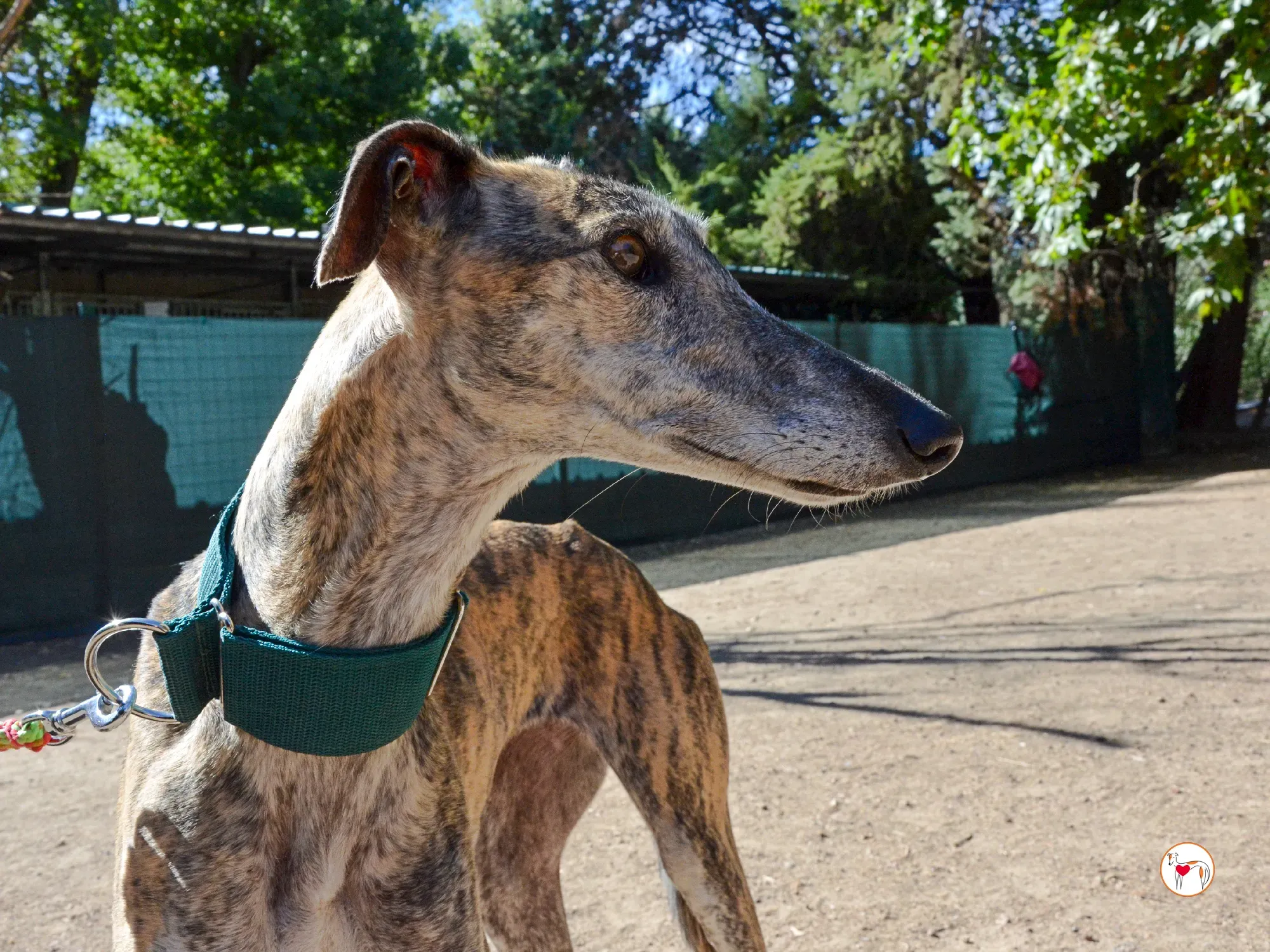 lizzie galgo adozione 9