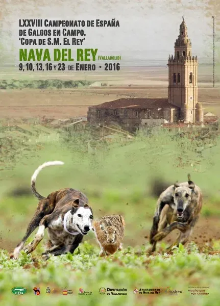 locandina galgo in campo