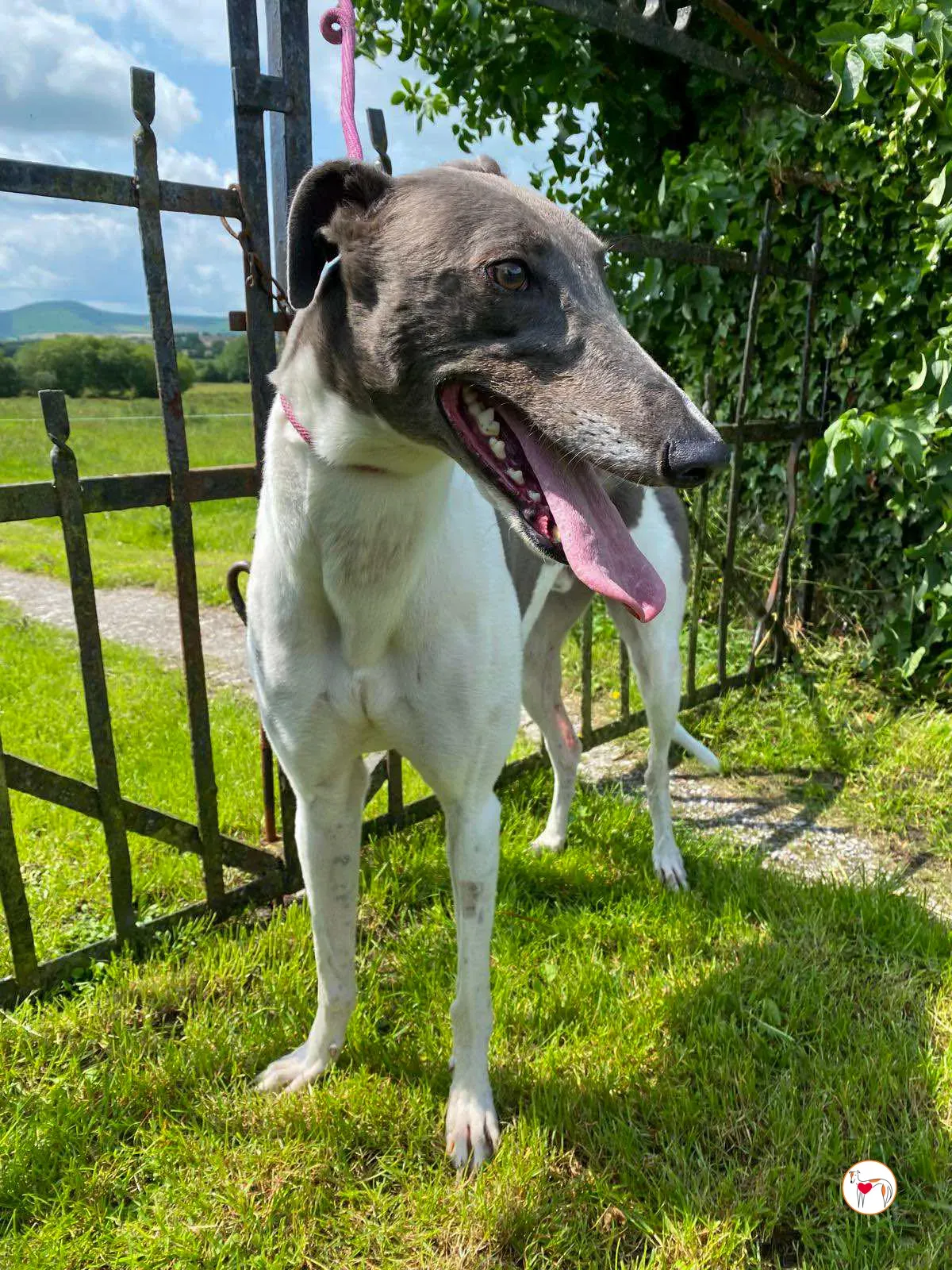 logan grey adozione 01