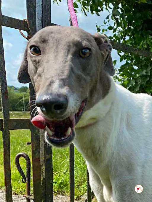 logan grey adozione 02