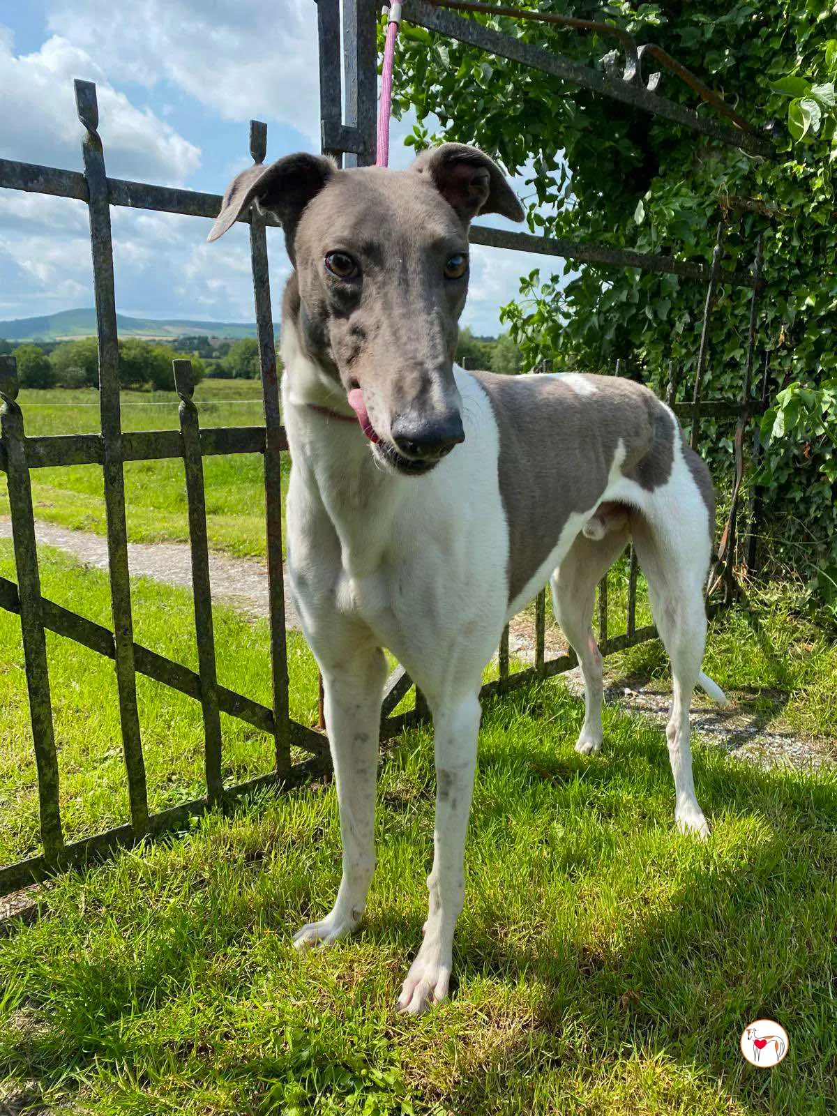 logan grey adozione 03