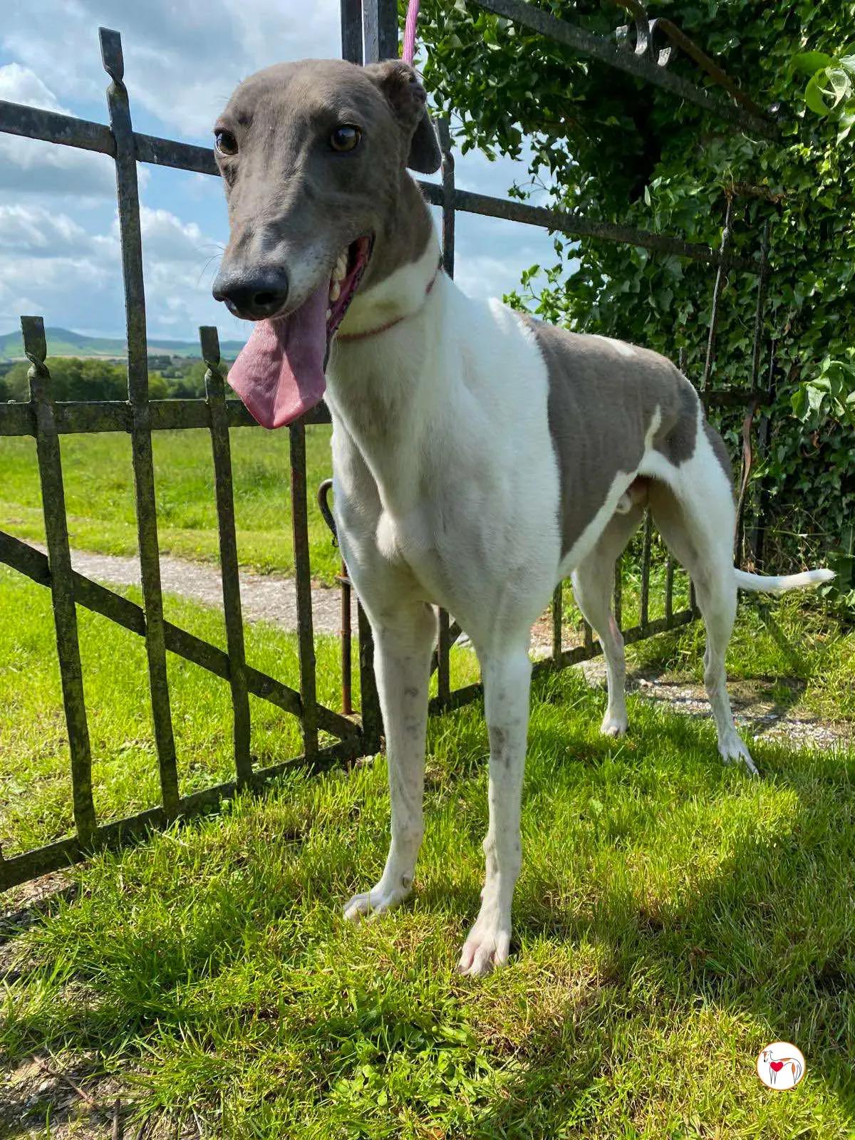 logan grey adozione 04