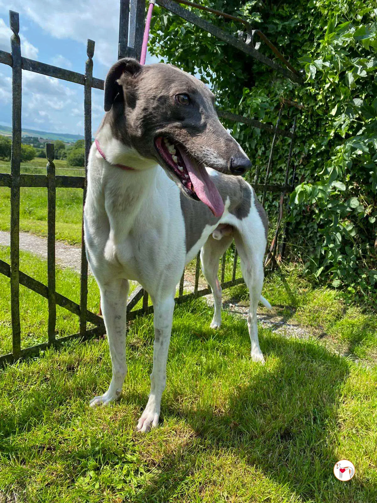 logan grey adozione 05