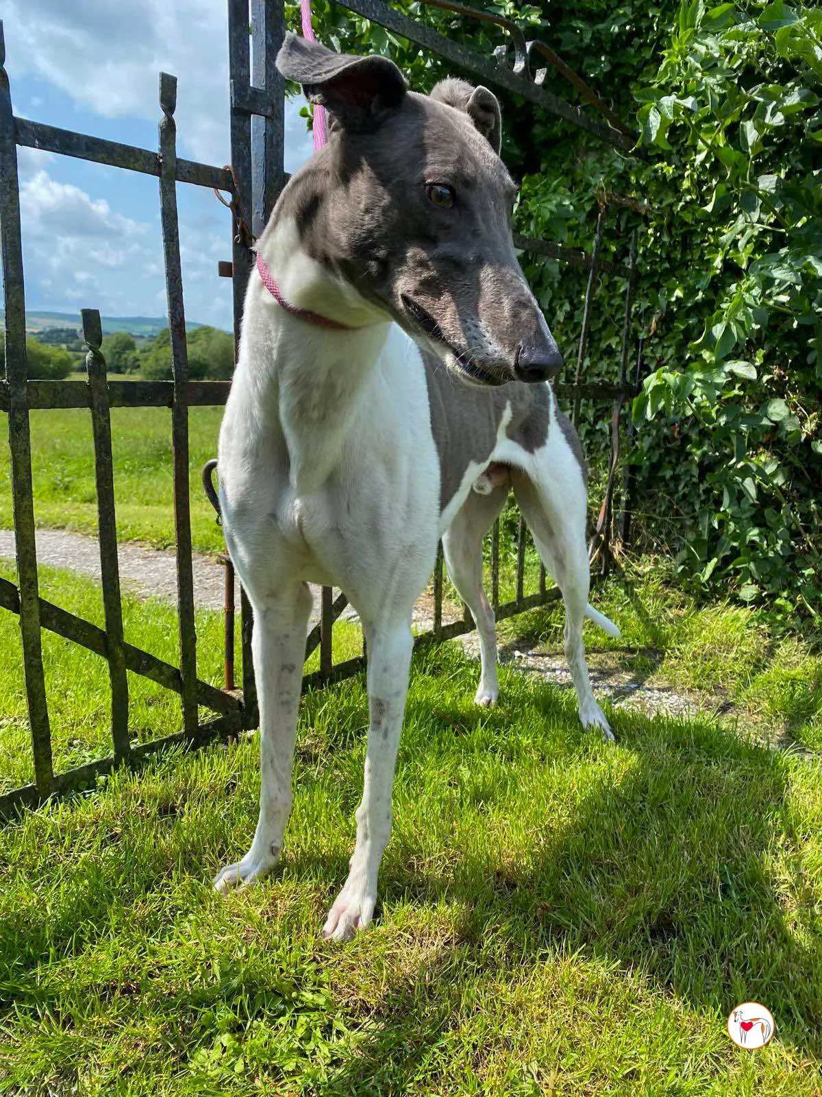 logan grey adozione 06