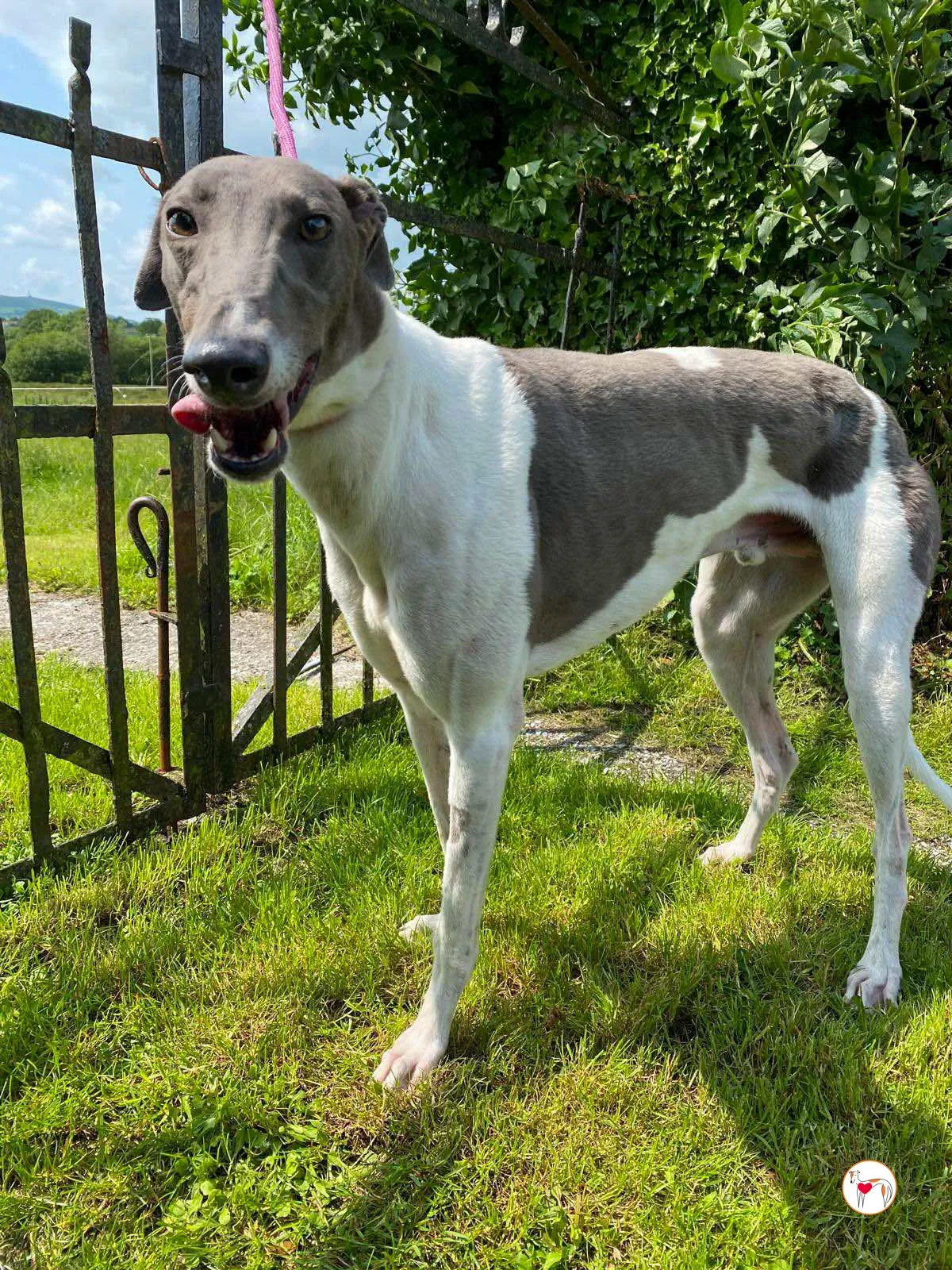 logan grey adozione 07