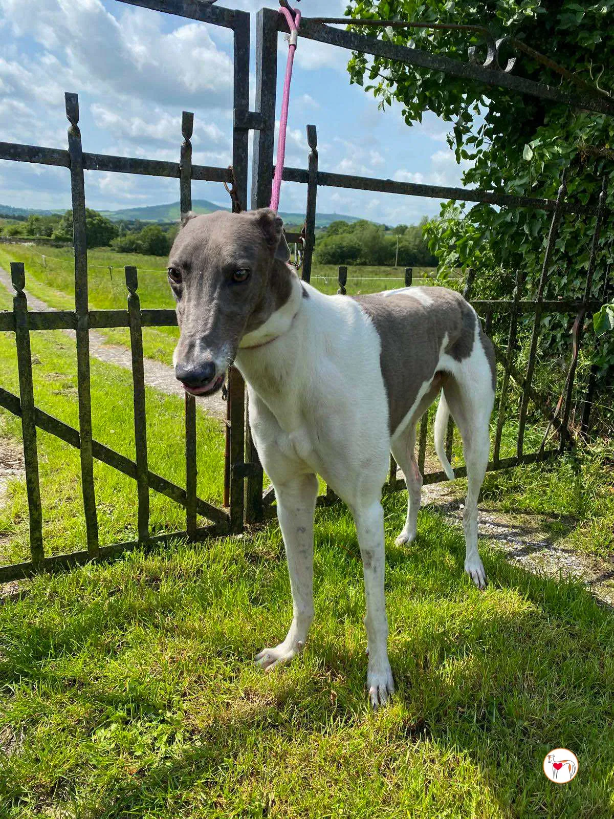 logan grey adozione 08