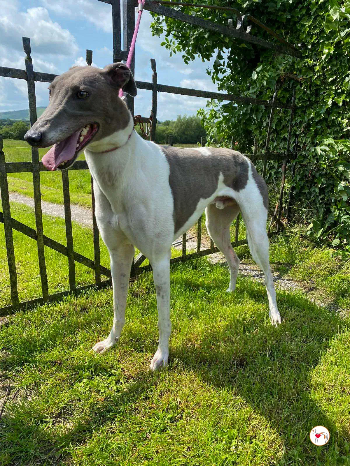 logan grey adozione 09