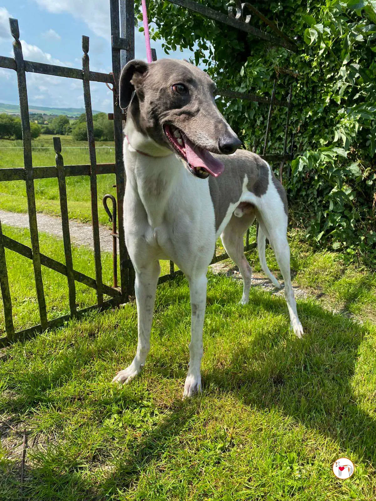 logan grey adozione 10