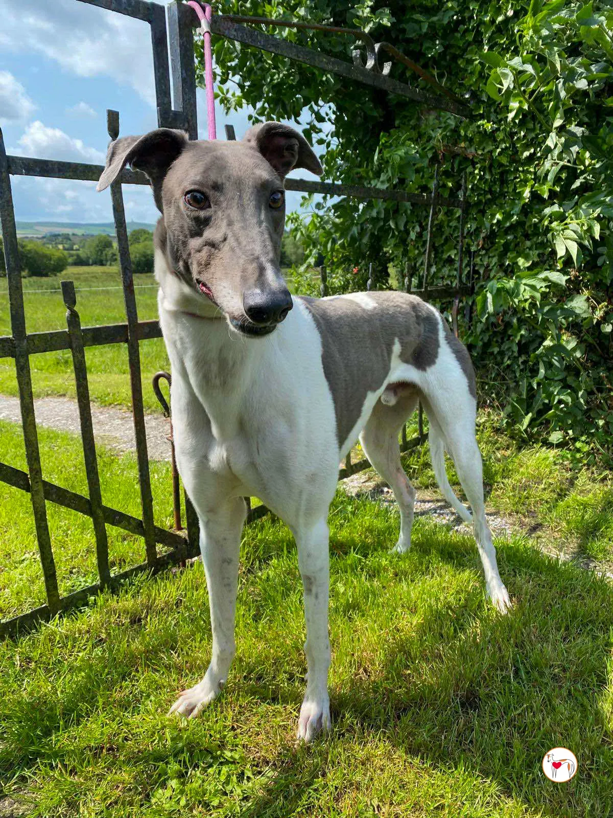 logan grey adozione 11