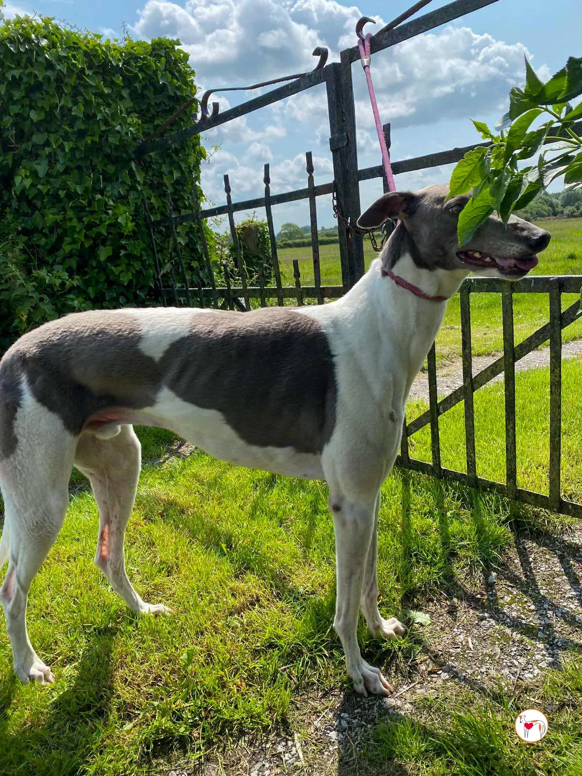 logan grey adozione 12