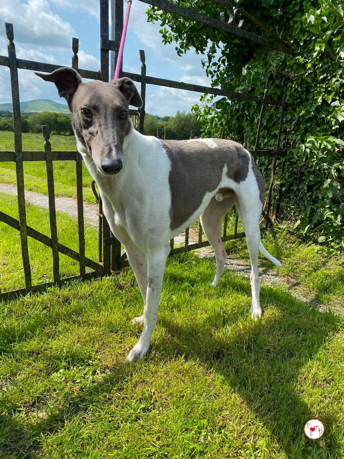 logan grey adozione 13