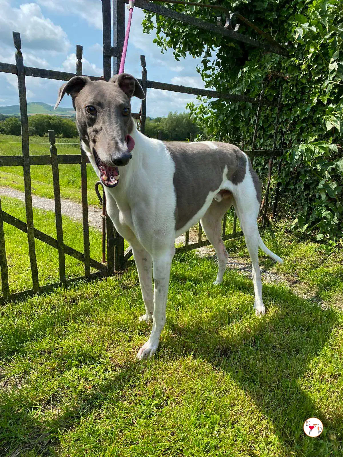 logan grey adozione 14