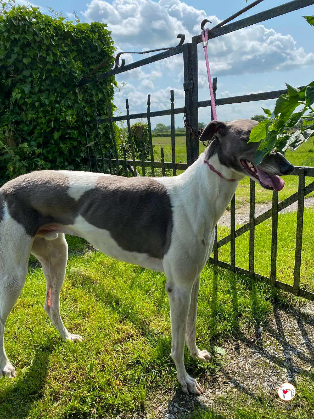 logan grey adozione 15