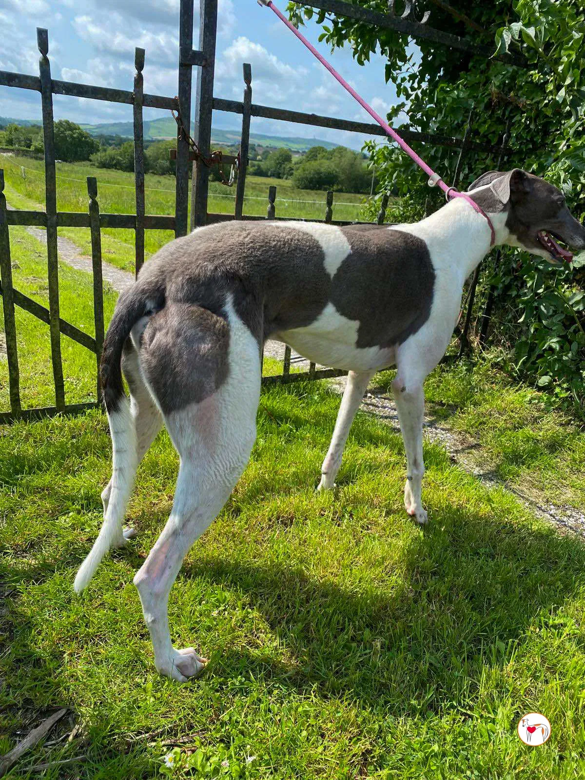 logan grey adozione 16