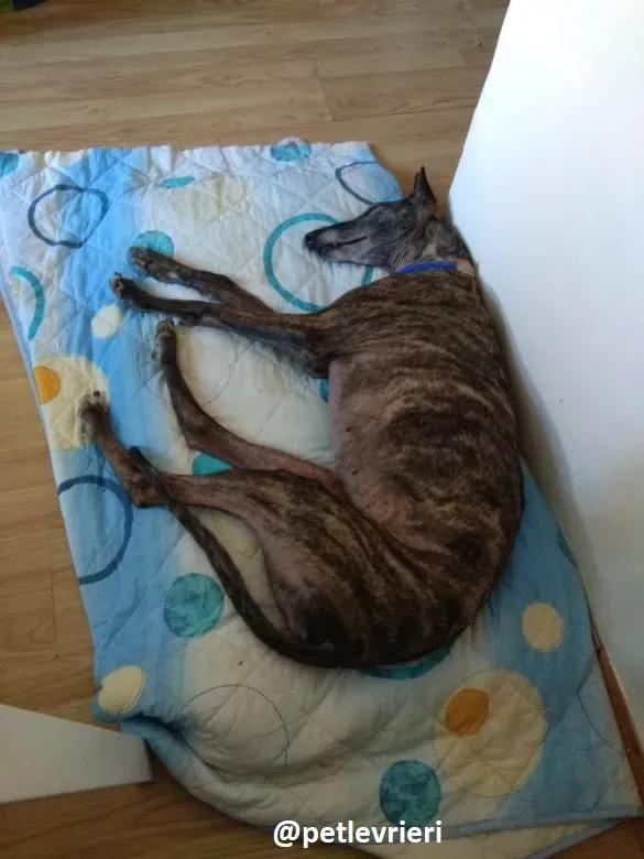 lola adozione galgo 1