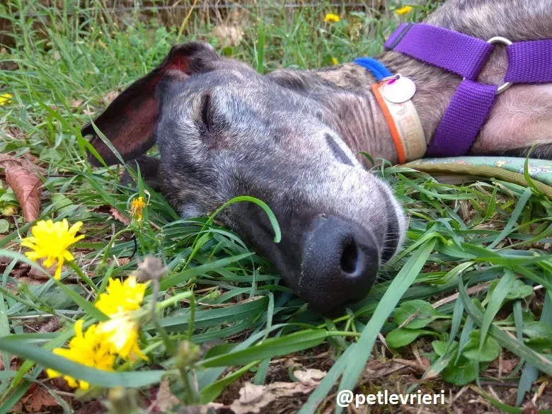 lola adozione galgo 10