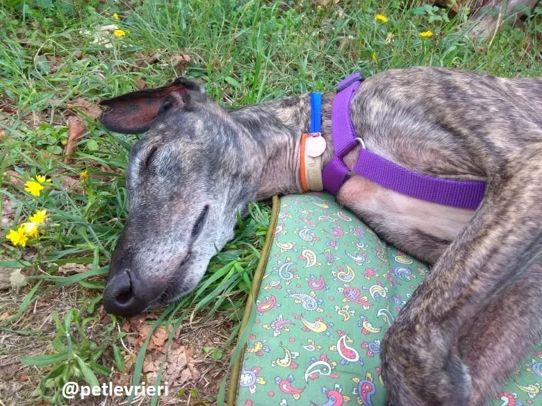 lola adozione galgo 11