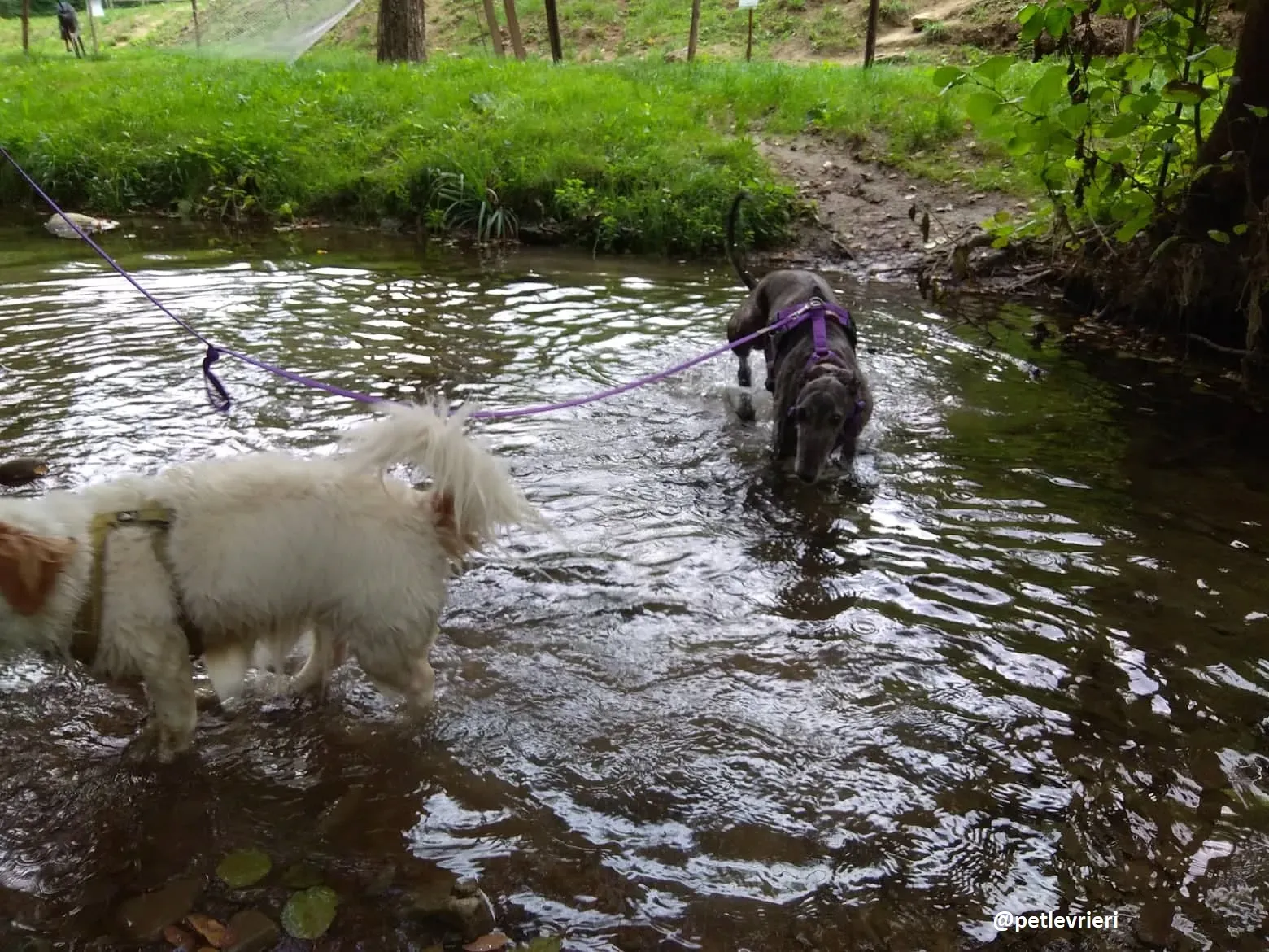 lola adozione galgo 12