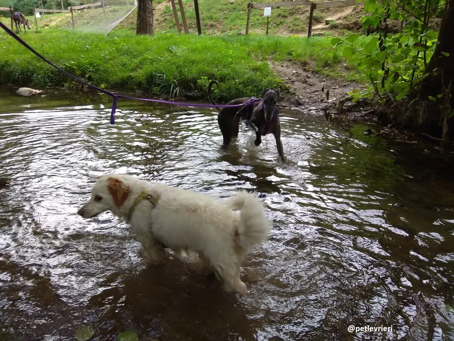 lola adozione galgo 13