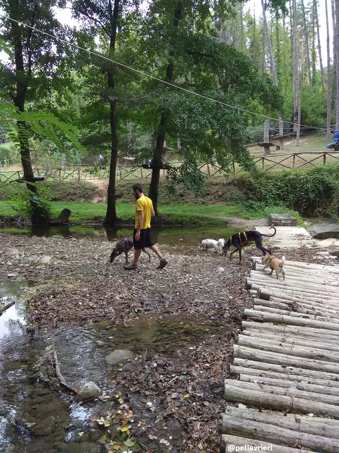 lola adozione galgo 14