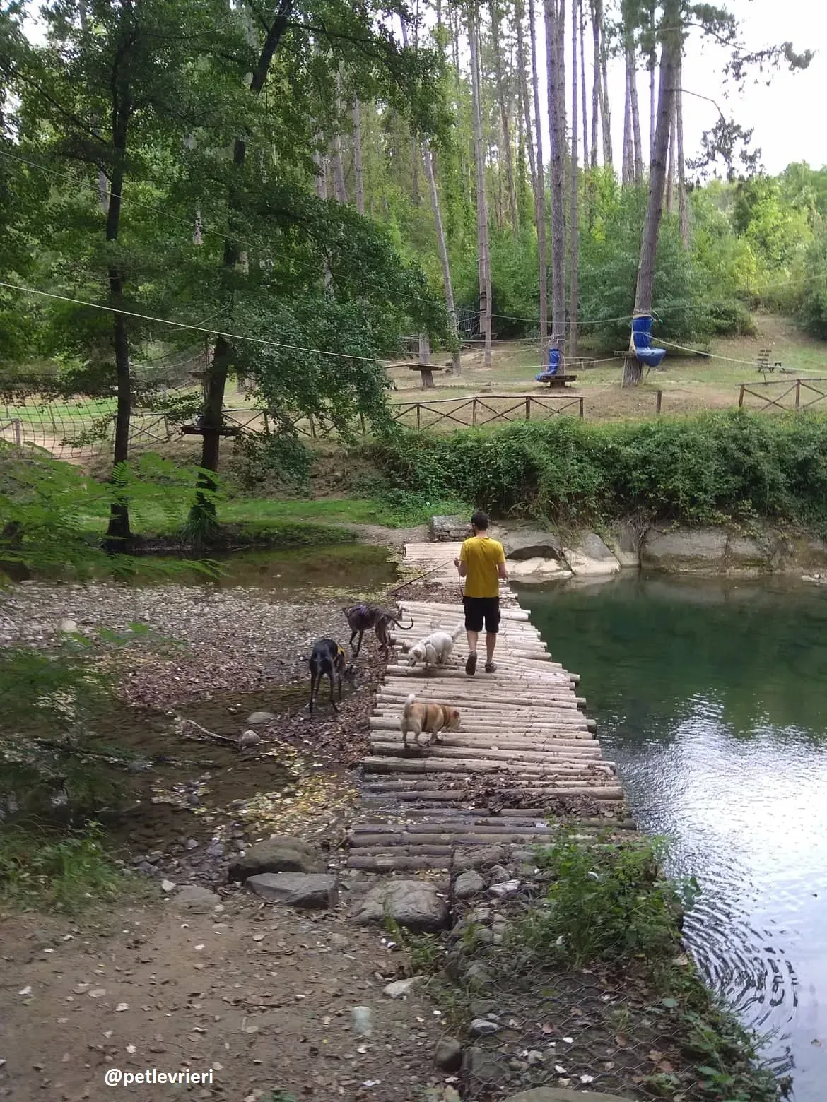 lola adozione galgo 15