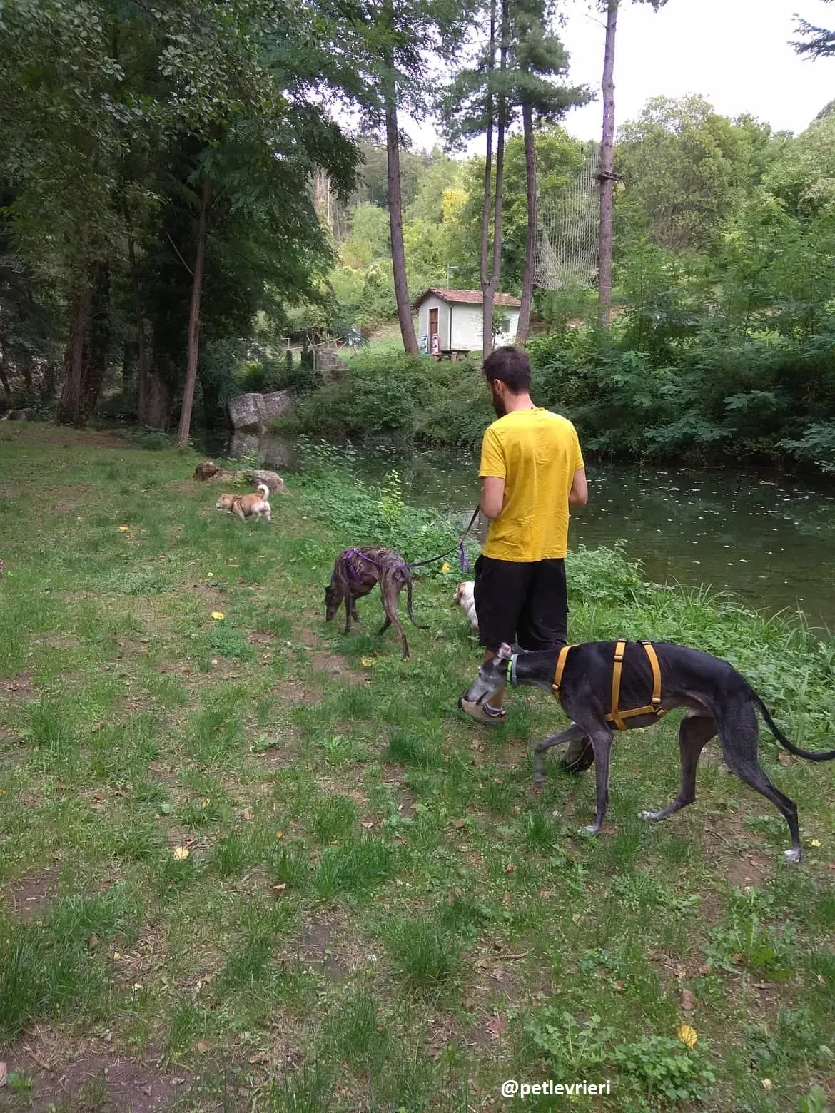 lola adozione galgo 16