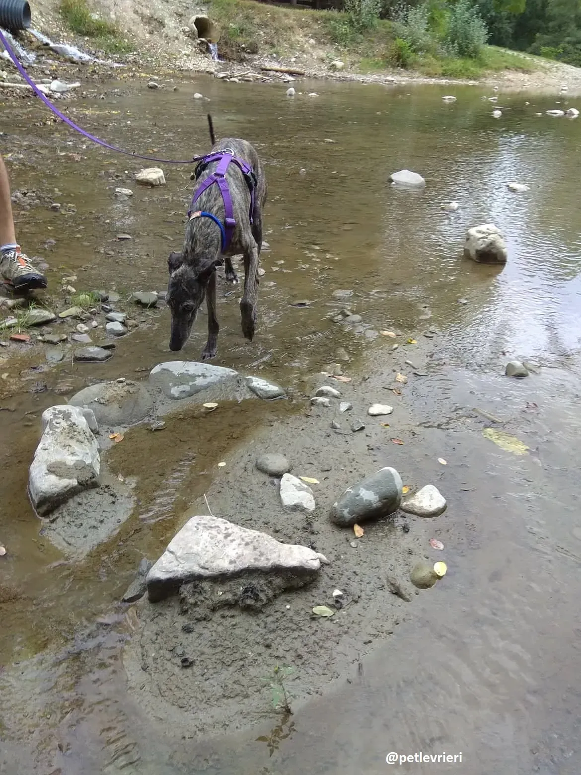 lola adozione galgo 17