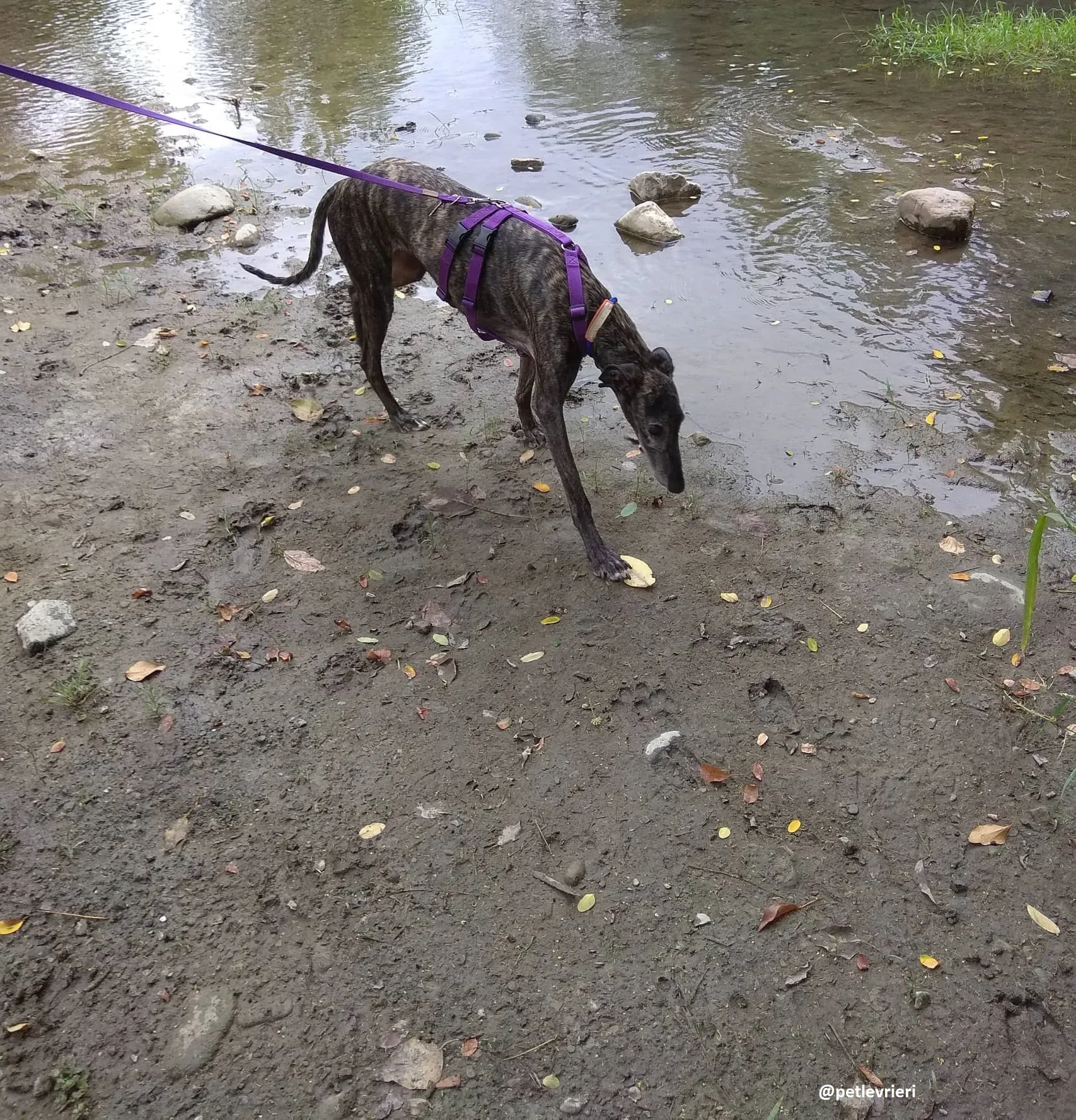 lola adozione galgo 18