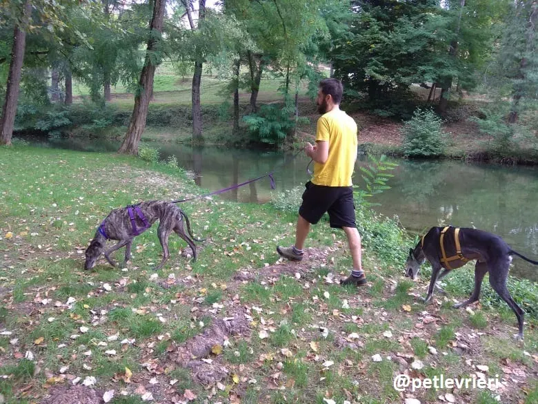 lola adozione galgo 19