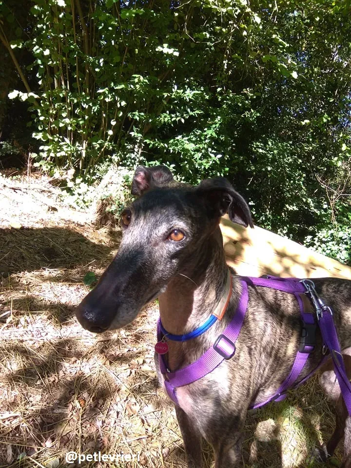 lola adozione galgo 2