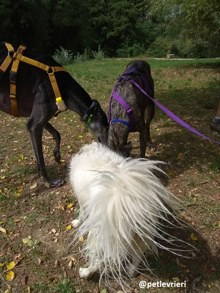 lola adozione galgo 20
