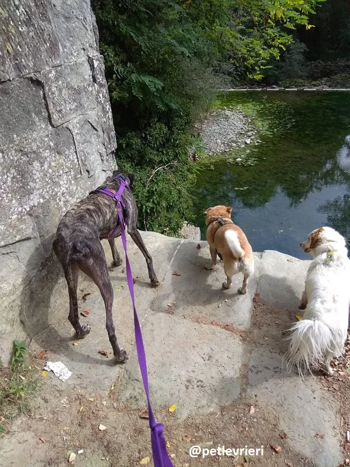 lola adozione galgo 21