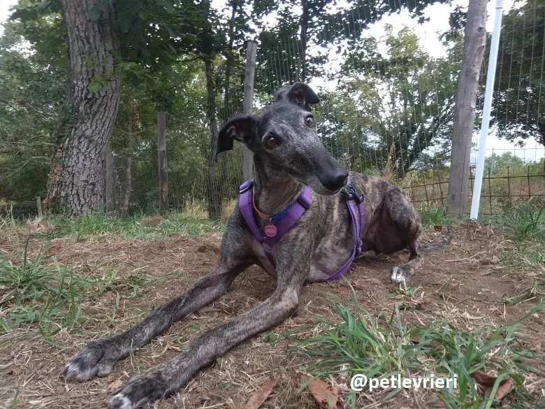 lola adozione galgo 22