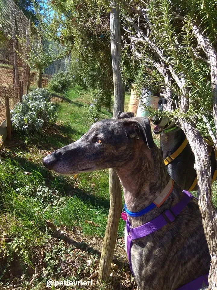 lola adozione galgo 3