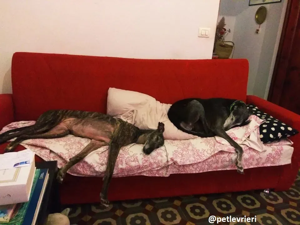 lola adozione galgo 4