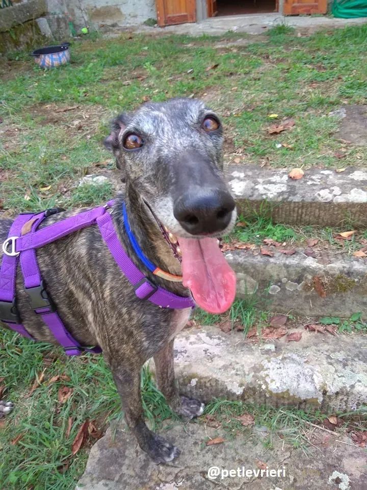 lola adozione galgo 5 1