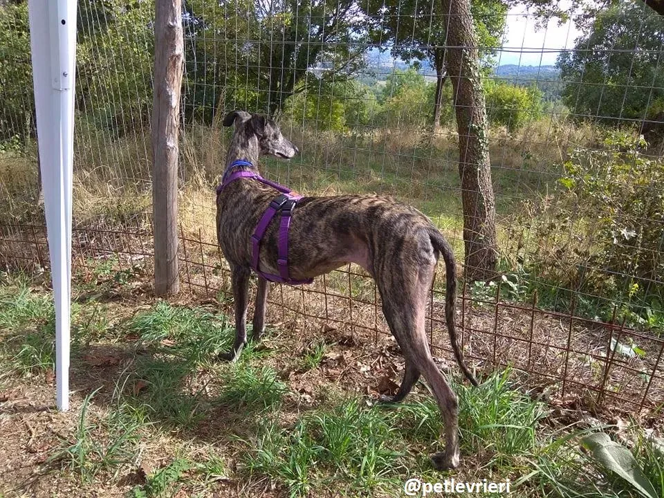 lola adozione galgo 6