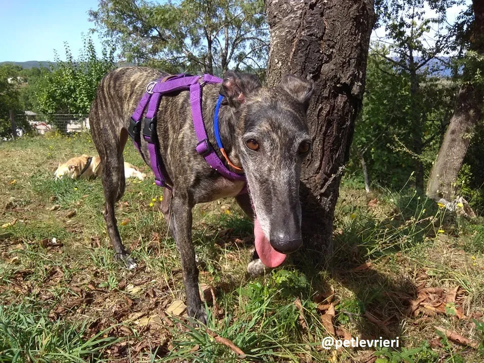 lola adozione galgo 7
