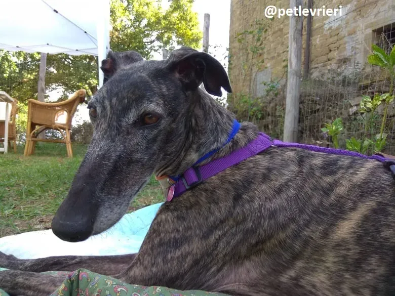 lola adozione galgo 8