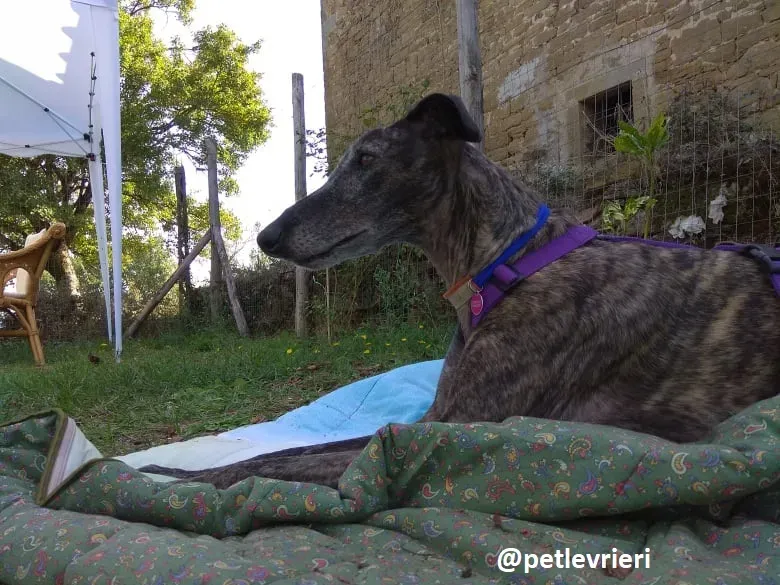 lola adozione galgo 9