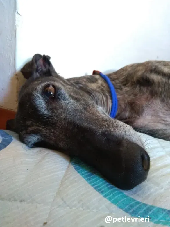 lola adozione galgo