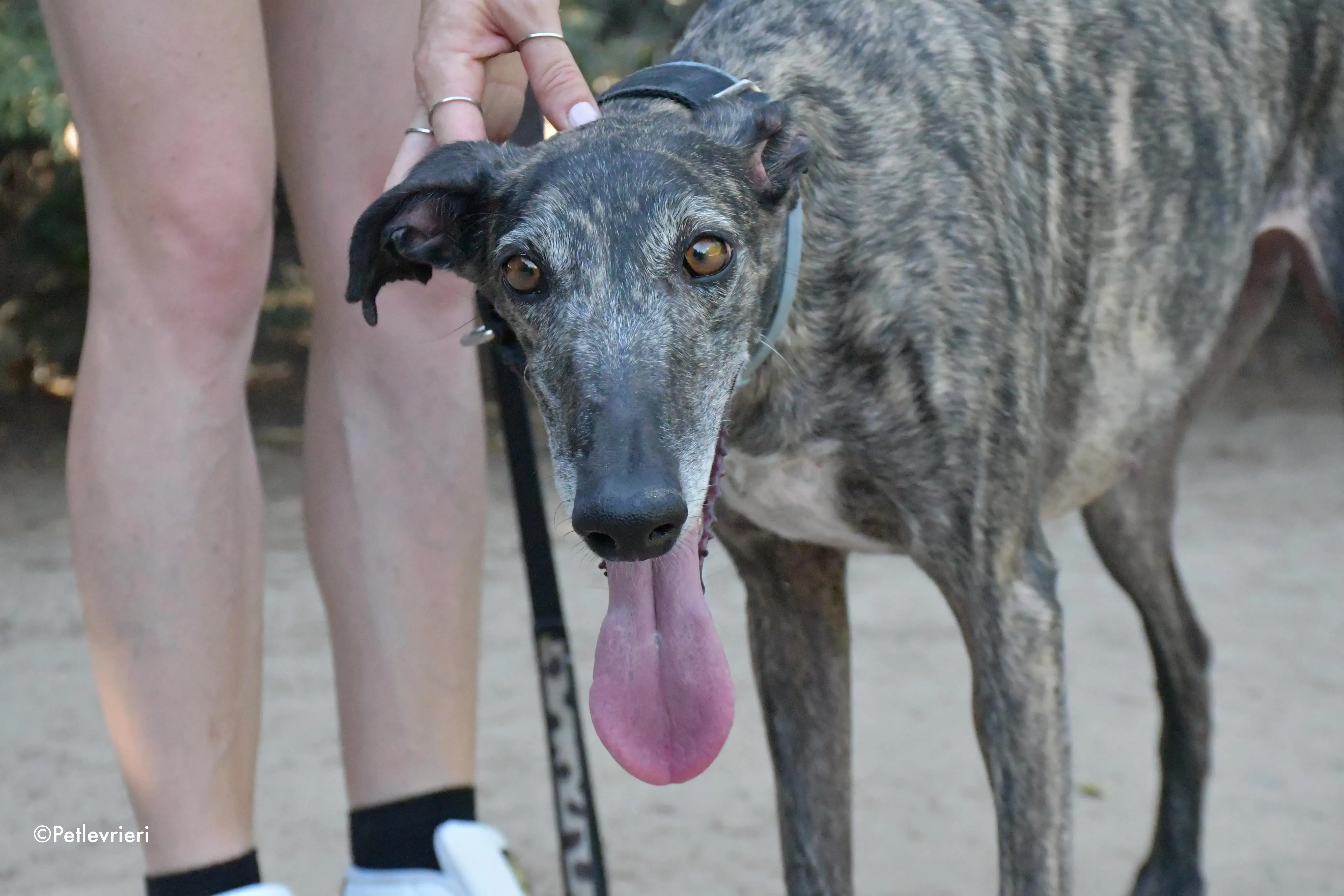 lola adozione levrieri galgo 1